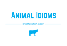 Photo of Animal Idioms